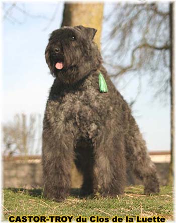 bouvier des flandres du clos de la luette - copyright d&eacute;pos&eacute;